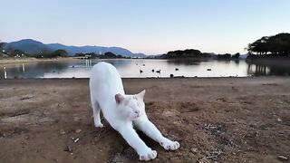 The cat in the pond, I thought he was clinging to me, but then he suddenly chased after the bird.