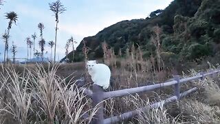 The white cat, which was riding along the railing of the evening square, got out of the car and approached me.