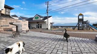 When you sit at a table on the square of Cat Island, the cats run to you with all their might.