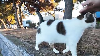 A homeless cat living on the seashore approached me.