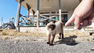 The kittens are playing on the street because their scary papa cat came out.