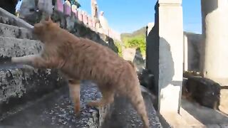 When you go to the temple on Cat Island, you will see friendly cats that will calm you down.