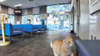 I was sitting on a bench in the waiting room when a cat came and sat next to me.