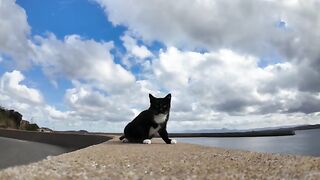 The cats came to the breakwater one after another.