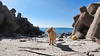 Cats on the beach may look like this, but they can be very ferocious.