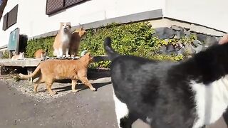 Many cats gather on a stone bench near the fishing port and have fun.