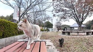 I attended a cat meeting held on a park bench.