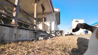 A mother cat comes to be petted while the kittens play with each other.