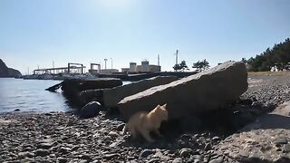 When I go to the small pier on Cat Island, cats gather there, and it's fun.