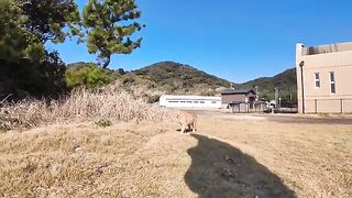 Sanctuary cat: "There is a small temple on the edge of the cliff by the sea, I'm going to visit it!"