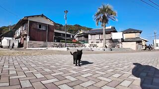 A black cat that immediately asks you to pet her as soon as you stop petting her.