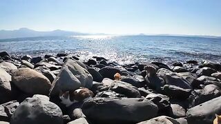 Stray cat eats fish on the beach