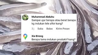 Berapa lama indukan lele produktif untuk dipijahkan❓Diumur berapa / bobot berapa kg induk lele diafkir❓