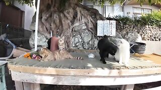 Island cats rest under a large tree near the port