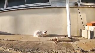 I came to pet the white cats in front of the factory, which was closed for the holidays.