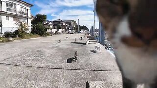 It is pleasant to sit in the port of Cat Island and see how many cats have gathered around.