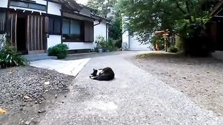 Lying cats and cats patrolling the territory of the temple