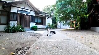 When I pet the cat in the temple, it rolls around and looks cute.