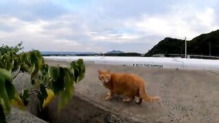 The cat on the breakwater is happy when you stroke it and wanders restlessly.