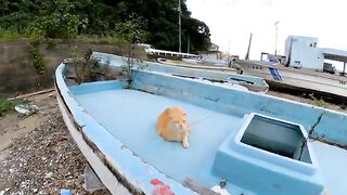 The cat, which was sleeping in the boat, woke up and came over.