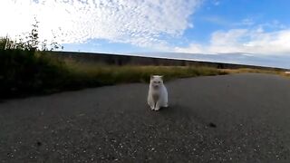 A white cat lies behind the parking lot and looks cute when you stroke it.