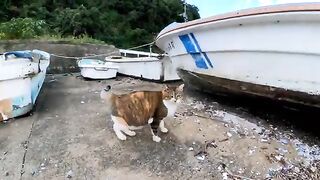 A tabby cat chases away a red tabby cat who tries to pet him