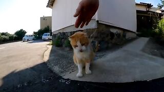 Friendly cats are sitting on the stone benches near the port of Cat Island, which will calm you down.