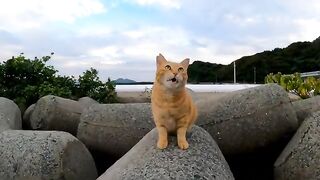 The cat on all fours said: "Pet me!" As soon as he approached the breakwater, he rolled around.