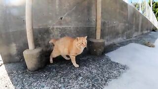 When I was sitting on the breakwater on Cat Island, a cat sat down next to me.