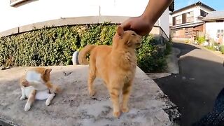 Is the stone bench near the port of Cat Island a soothing cat cafe?