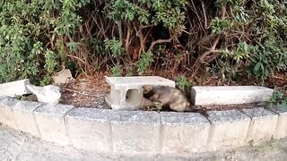 A stray cat family in a park receives a cat can from a neighbor, and both the kitten and the mother cat are overjoyed.