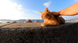 A seaside cat with a weak back is too cute