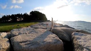 A cat came to me on the breakwater in the evening