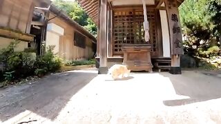 The cat in the temple deep in the mountains stretches up when you stroke its head and is so cute when you stroke it.