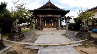 I thought all the cats at the shrine had run away, but only a talkative black cat came by.