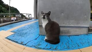 Playing with cats taking shelter from the rain at the ferry terminal on a cloudy and sometimes rainy evening