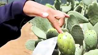 Let's try cactus fruit!