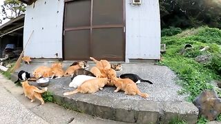 Cats on Cat Island have dinner and show their members ....