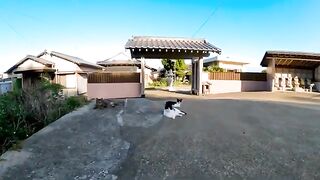 Gathering of cats in front of the temple on Cat Island.