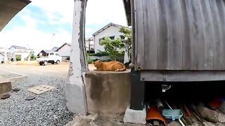 The red tabby cat that always hangs out in the temple licks itself when you stroke its back.