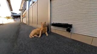 When I was sitting on a bench near the port of Cat Island, a cat was sitting next to me.