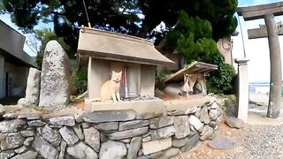 A cat lived in a small temple near the sanctuary, and when you stroked it, it purred and was cute.