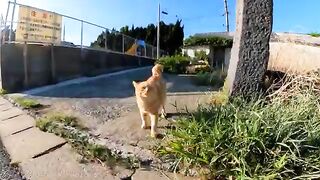 A cat I met on the sea road sat next to me when I sat on the breakwater.