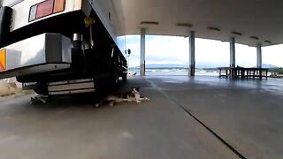 A calico cat spoke to me from under the truck.