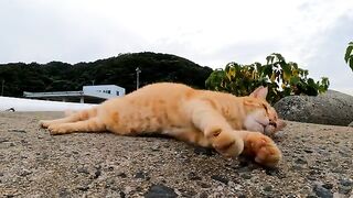 The cat lies down on the breakwater and is stroked