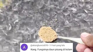 4 Manfaat DAUN PISANG dikolam LARVA LELE