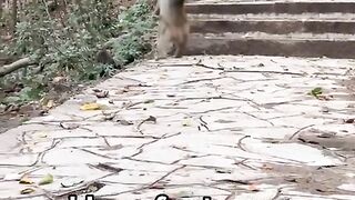 This is the first time I saw a monkey running fast