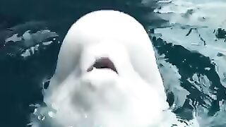 White whale