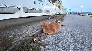 The cat at sunset in the fishing port, after being petted, went to drink water.