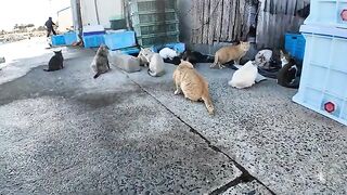 Big collection of cats! They say they are working on unloading fish at the fishing port.